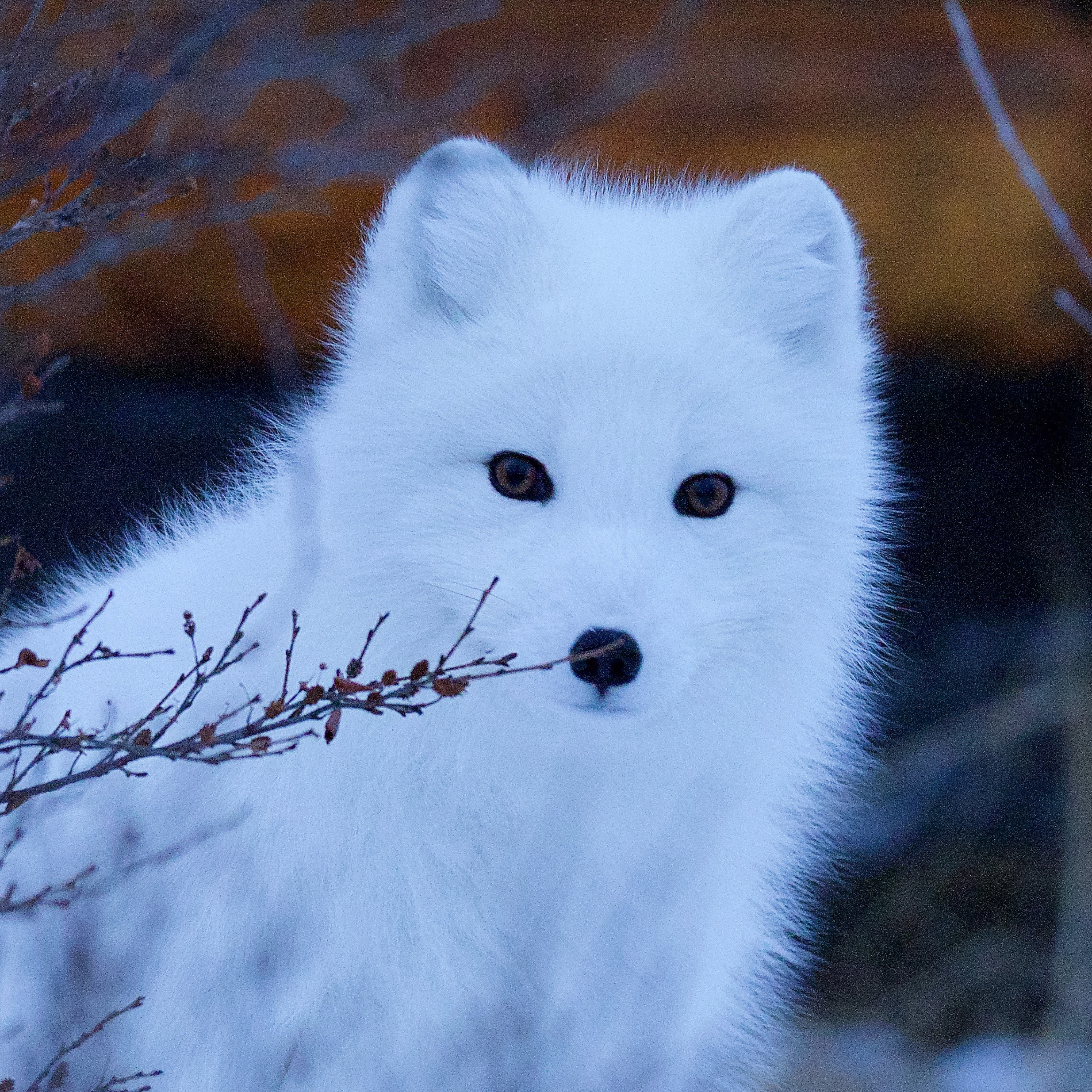 arctic fox